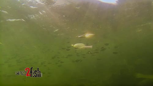Spinnerbait Fishing during the Shad Spawn