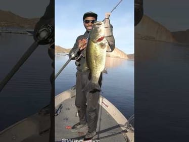 Giant Bass Eats Giant Swimbait!