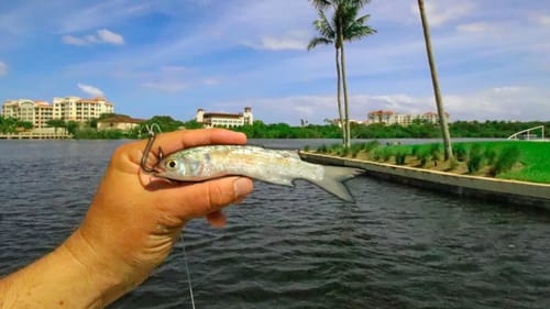 Fishing with Live Finger Mullet Along Huge Seawalls and Docks