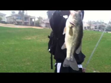 Catching Big Bass With Swimbaits And Crankbaits