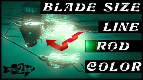 Buzzbait Setup Tips: What Size, Line, Rod and Color?