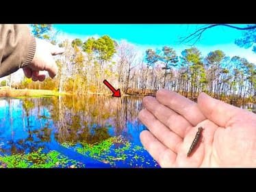 This Little Fishing Bait Will DOMINATE Your Local Pond! (Bluegill Can't Resist)
