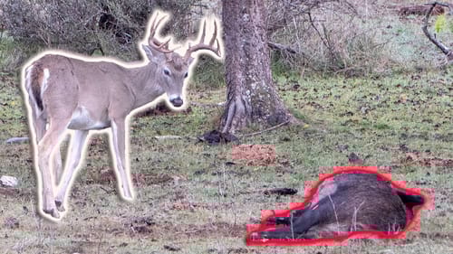 AMAZING HOG & DEER INTERACTION! | Winter Whitetail Hunt with my Dad
