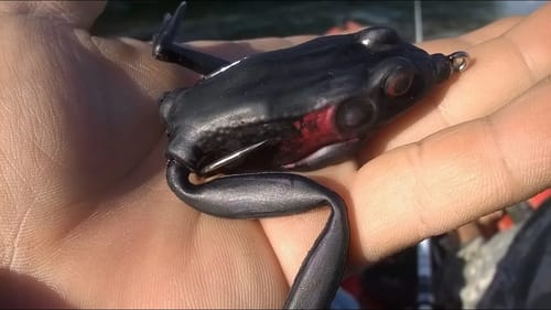 Bass Fishing with Lunkerhunt Lunker Frog