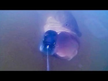 The CRAZIEST UNDERWATER SWIMBAIT FOOTAGE EVER!!