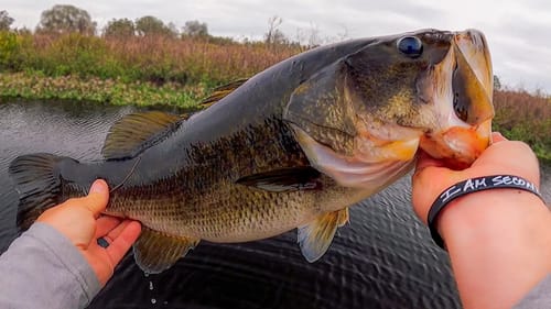 Pond Fishing With Aaron Lewis! Chatterbait For The Win!