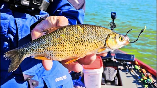 NEW PB!! LIVE SHINERS TO CATCH GIANT BASS! (INSANE RESULTS)