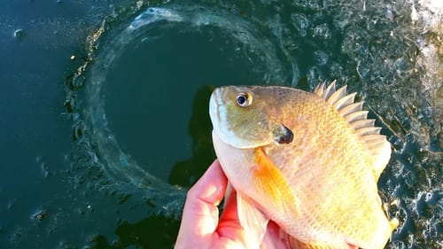 Ice Fishing for BIG Bluegill on THIN Ice!!!