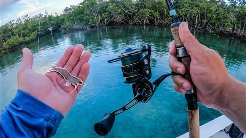 Fishing Live Shrimp and Artificial Shrimp Along Docks in Tropical Clear Water
