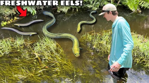 CATCHING FRESHWATER EELS For My NEW POND!