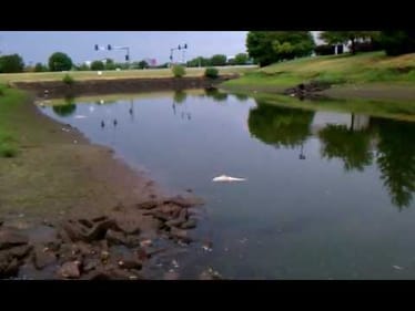 Casualties of a Drought