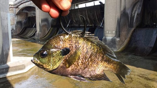 MONSTERS Of the LOST SPILLWAY!!! (New PB)