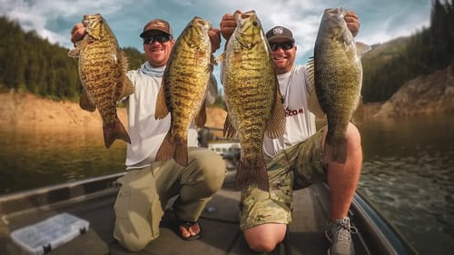 Ned Rig Fishing For Big Bass