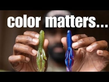 Do Bass Really See Color? - (Secret color Reveal)