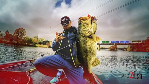 Big Swimbait Selection for Big Bass