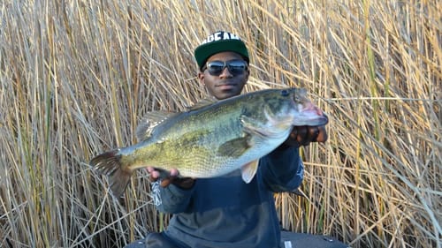 Catching A Big Bass On A Big Swimbait!