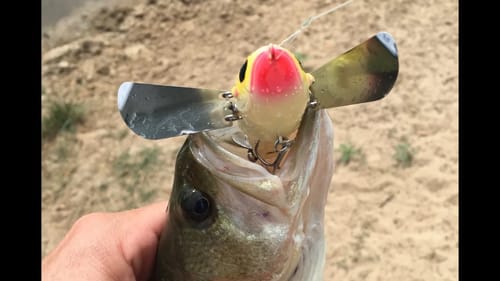 Noisy Topwater Lure Test
