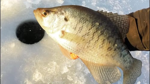 How To Ice Fish For CRAPPIE! Jigs and Wax Worms!
