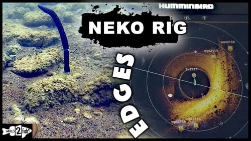How to Neko Rig Bass Along Bottom Transitions