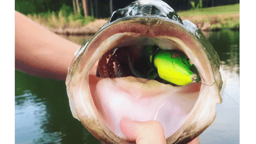 Topwater Bass Fishing Blowups Series 10 - Colossal Frog Strikes