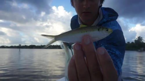 Flipping Live Whitebaits for Tarpon and Snook