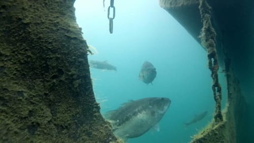 Underwater Bass Fishing | Bass Attack Live Crawfish Underwater!!!
