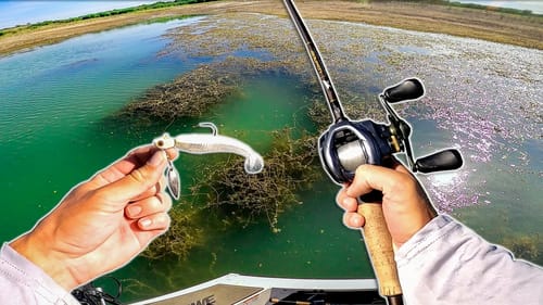 This Is The MOMENT! We Found Schooling GIANT BASS In The GRASS!