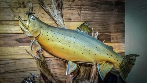 7 Lb Brook Trout - Giant Fish Story!