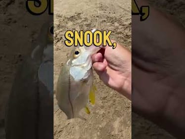 Inshore Fishing at South Padre Island #fishing