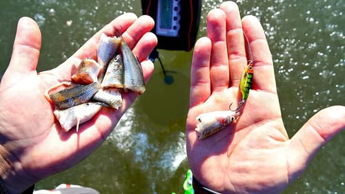 Jigging Cut Bait for GIANT Fish through the Ice!!