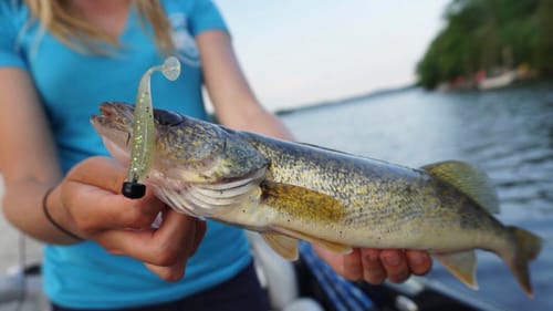 Walleye Are CHOKING This Bait - Walleye Challenge!
