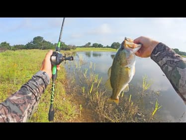 Untapped Farm Pond Bass Destroying a Frog!