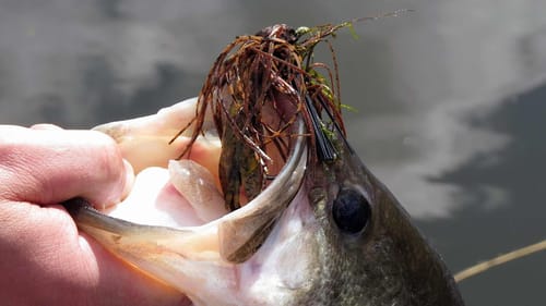 How Long Do Bass Live? | How To | Bass Fishing