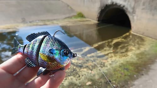 FAT Bass CHOKES Bluegill SWIMBAIT While Bank Fishing (HUGE BASS)