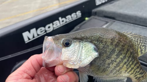 Knowing This Fact About Crappie Will Help You Catch More And Bigger Bass
