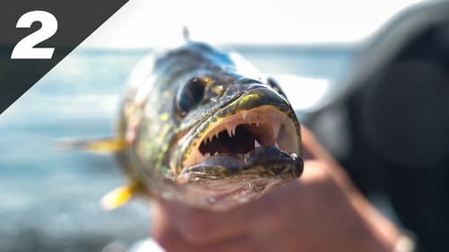 Ultra Light Fishing For BEHEMOTH Fish (Big Lake Bassin)