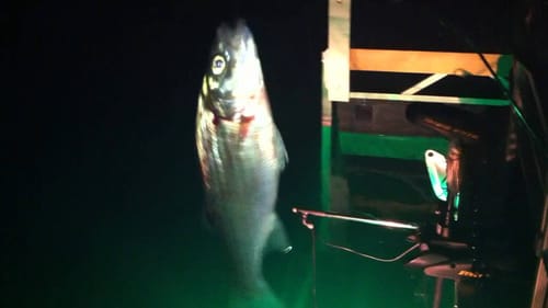 Catching Lake Pleasant Stripers