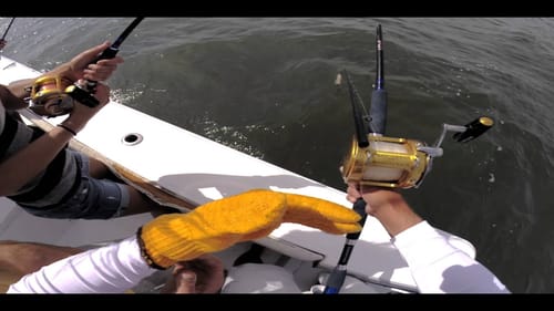Shark Wrangler