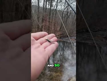 Trout Magnet: My Favorite Lure Revealed! #shorts