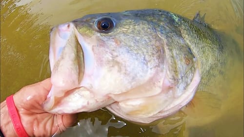 BIGGEST BASS I’ve seen in YEARS!!!