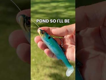 Searching for a 10-Pound Bass in the Neighborhood Pond #fishing