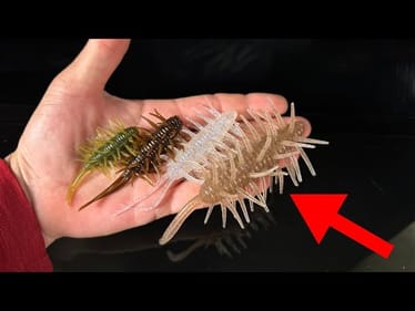 This Ridiculous Japanese Lure Catches A Ton Of Fish!