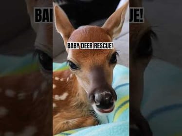I rescued a baby deer from drowning. Deer are great swimmers. This one swam in circles