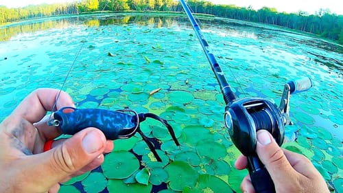 Fishing New Topwater Frog for ANGRY Bass in the Pads!!!