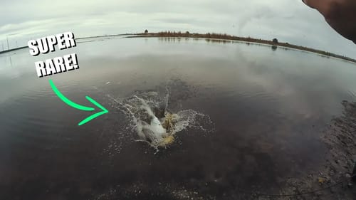 SUPER RARE Fish Caught In Alligator Infested Water!!!