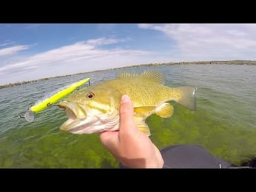 SUPER Clear Water Fish Crunching Jerkbaits