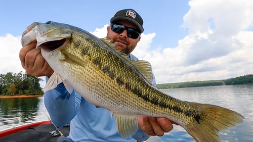 Fall Topwater Fishing! Walking Baits For Big Bass!