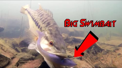 Amazing UNDERWATER Bass Fishing Footage of Tim CATCHING a BIG SPOTTED BASS!