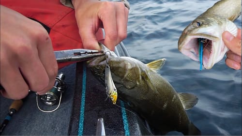 Fish CHASING this Bait!! - Fall Multispecies!