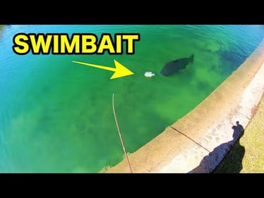 HUGE SWIMBAIT for CLEAR WATER POND MONSTERS!!
